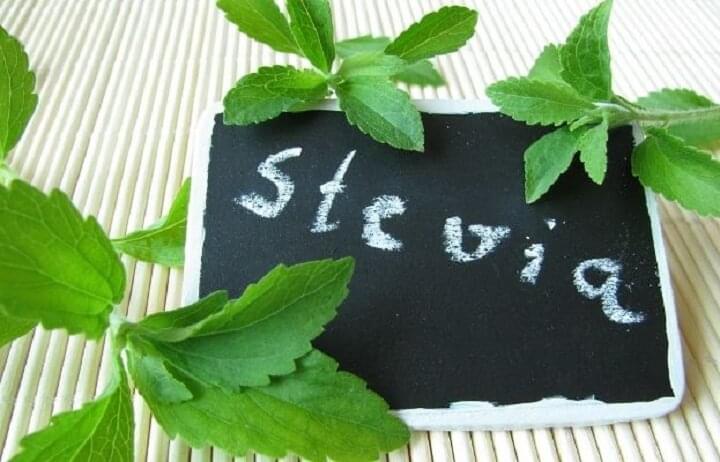 stevia növények a cukorbetegség kezelésében